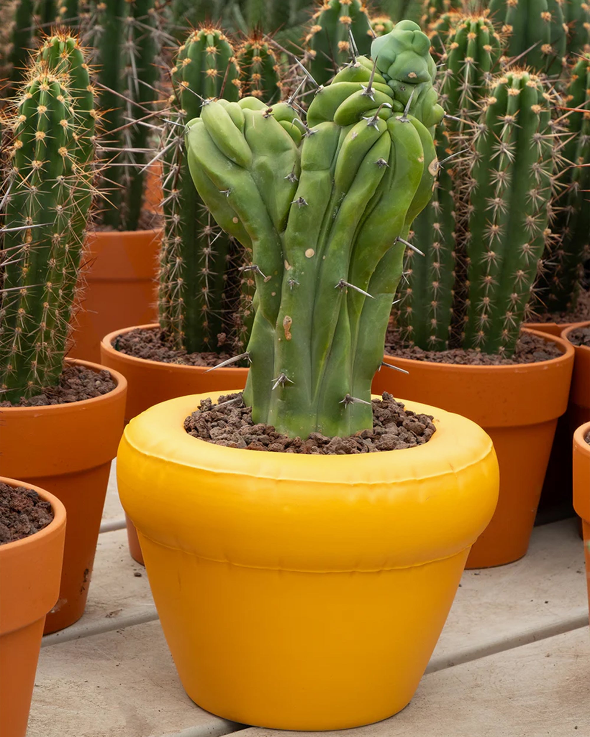 Decoration Home Studyo "Pierre" Flowerpot - HSBUP-IN