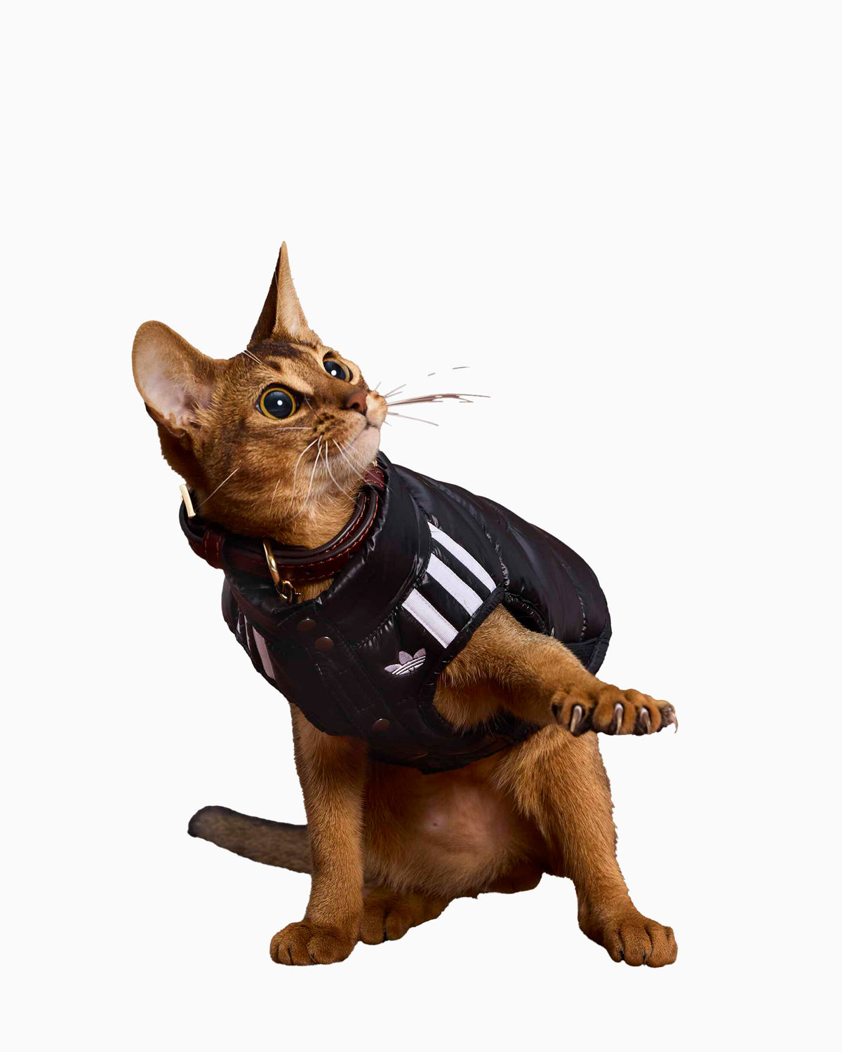 Outdoor accessories adidas Originals Padded Vest For Pets - LI2593