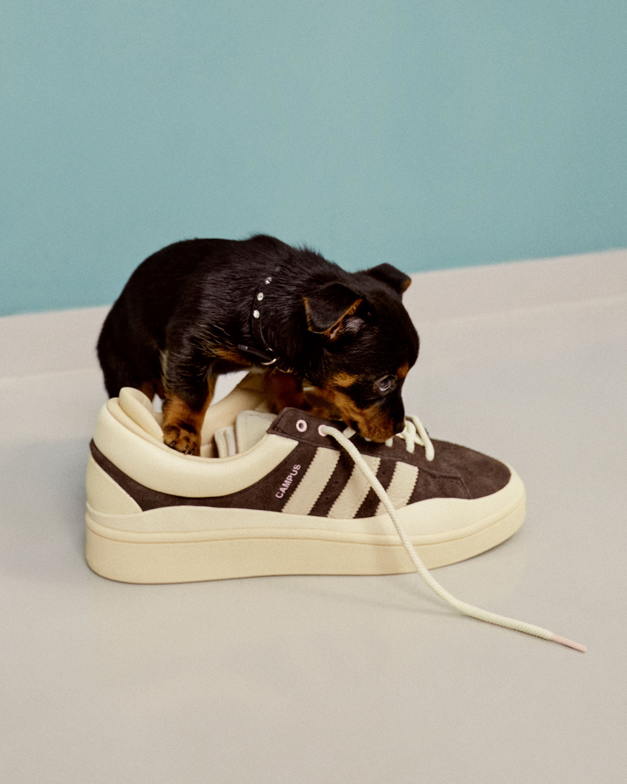 adidas Originals x Bad Bunny Campus